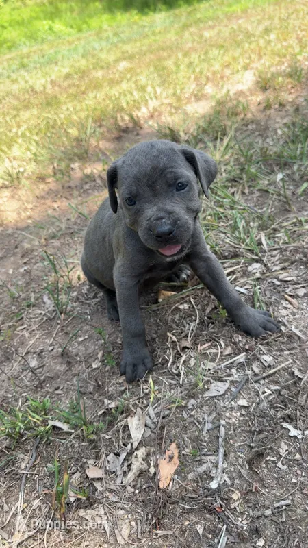 Tan collar – Cane Corso puppy for sale in Mena, AR