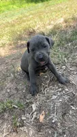 Tan collar, a female Cane Corso for sale in Mena, AR – 1 of 2