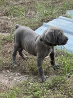 Purple collar, a female Cane Corso for sale in Mena, AR – 4 of 5