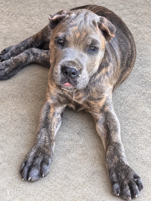 Blue collar – Cane Corso puppy for sale in Mena, AR