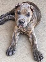 Blue collar, a male Cane Corso for sale in Mena, AR – 1 of 4
