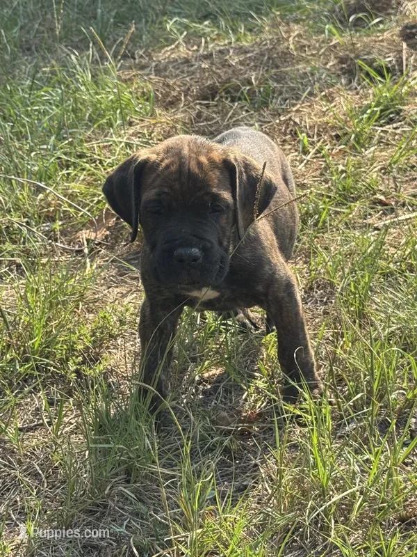 Teal Collar – Cane Corso puppy for sale in Mena, AR