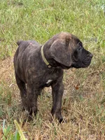 Yellow Collar, a male Cane Corso for sale in Mena, AR – 1 of 2