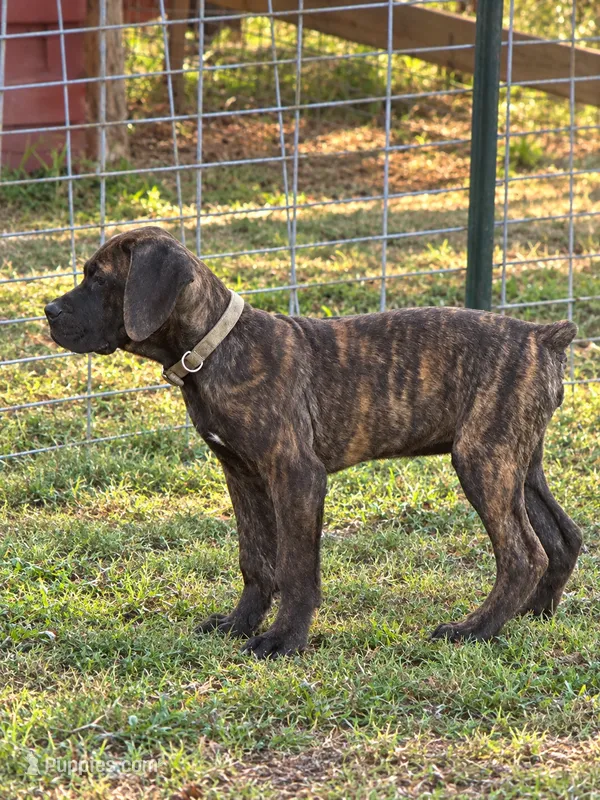 Yellow Collar – Cane Corso puppy for sale in Mena, AR