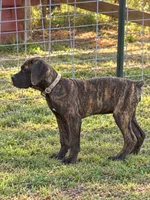 Yellow Collar, a male Cane Corso for sale in Mena, AR – 1 of 8