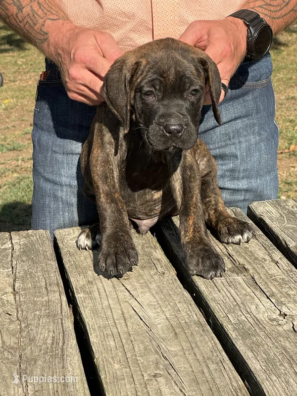 Yellow Collar – Cane Corso puppy for sale in Mena, AR