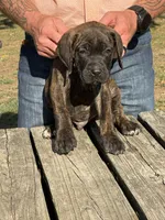 Yellow Collar, a male Cane Corso for sale in Mena, AR – 8 of 8