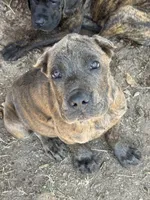 Blue collar, a male Cane Corso for sale in Mena, AR – 2 of 6