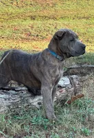 Blue collar, a male Cane Corso for sale in Mena, AR – 2 of 4