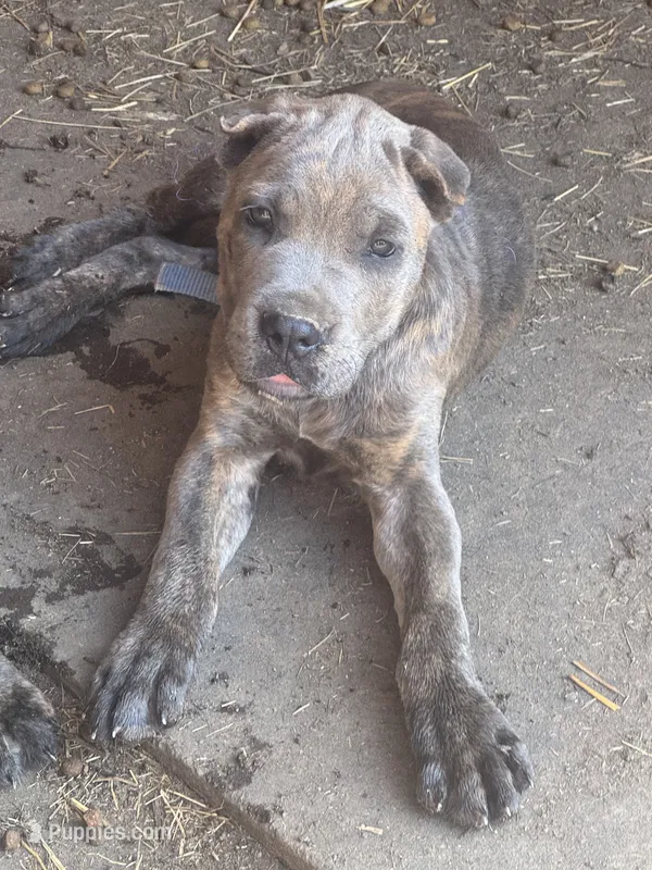 Blue collar – Cane Corso puppy for sale in Mena, AR