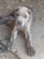 Blue collar, a male Cane Corso for sale in Mena, AR – 1 of 6
