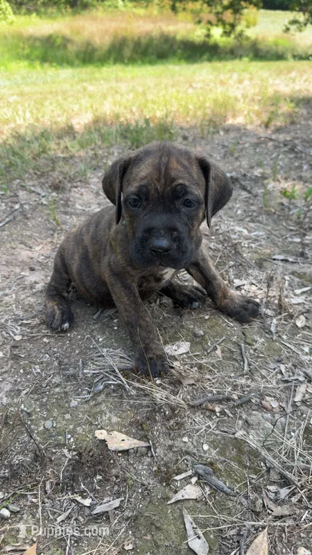 Teal Collar – Cane Corso puppy for sale in Mena, AR