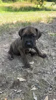 Teal Collar, a male Cane Corso for sale in Mena, AR – 1 of 3