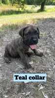 Teal Collar, a male Cane Corso for sale in Mena, AR – 2 of 3