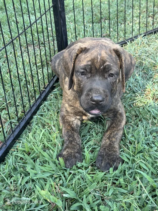 Teal Collar – Cane Corso puppy for sale in Mena, AR