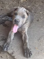 Blue collar, a male Cane Corso for sale in Mena, AR – 3 of 6