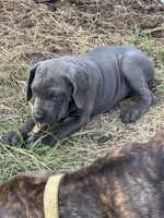 Purple collar, a female Cane Corso for sale in Mena, AR – 2 of 5