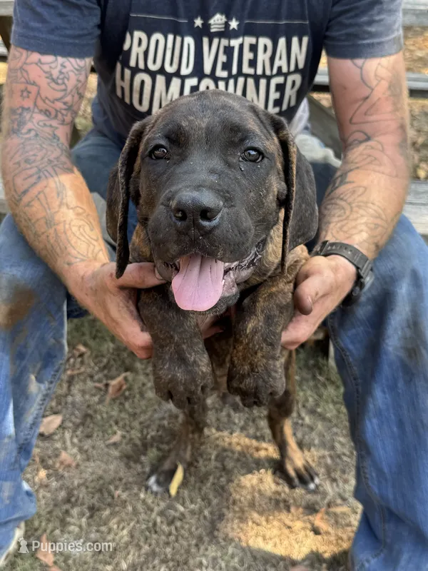 Yellow Collar – Cane Corso puppy for sale in Mena, AR