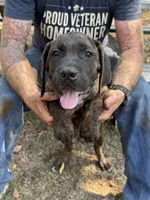 Yellow Collar, a male Cane Corso for sale in Mena, AR – 2 of 8