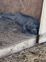 Pink Collar, a female Cane Corso for sale in Mena, AR – 3 of 3