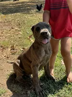 Blue collar, a male Cane Corso for sale in Mena, AR – 4 of 6