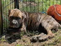 Green Collar, a male Cane Corso for sale in Mena, AR – 2 of 2