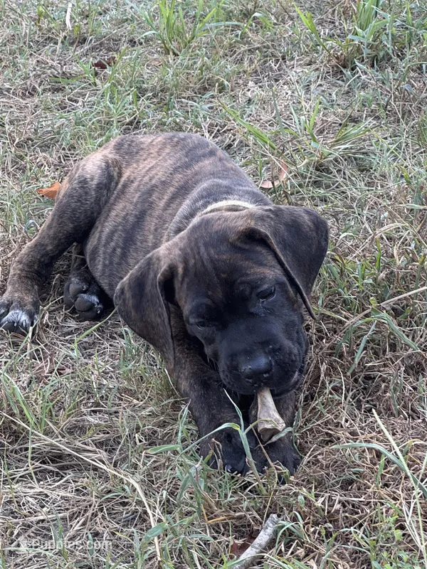 Yellow Collar – Cane Corso puppy for sale in Mena, AR