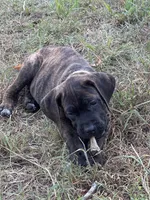 Yellow Collar, a male Cane Corso for sale in Mena, AR – 4 of 8