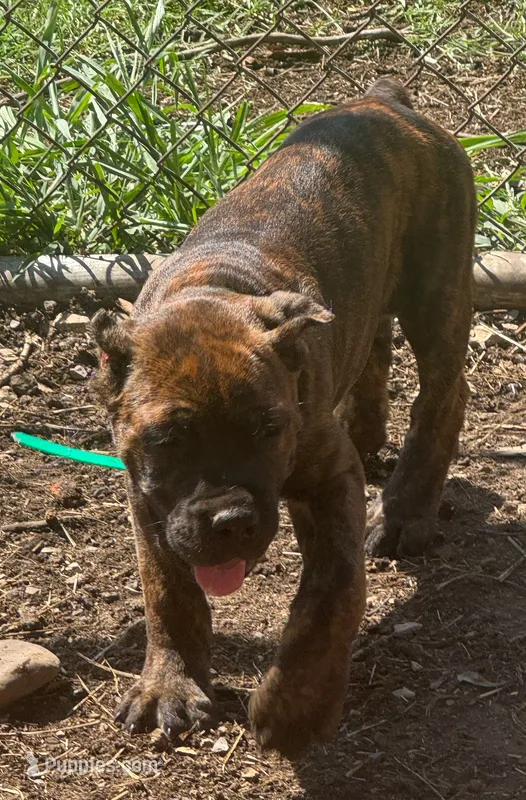 Green Collar – Cane Corso puppy for sale in Mena, AR