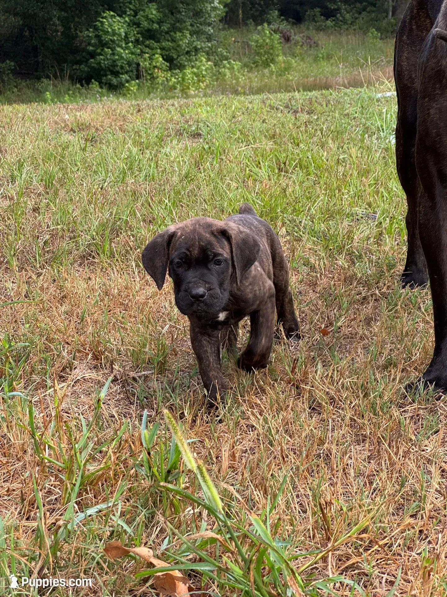 Yellow Collar, a male Cane Corso for sale in Mena, AR – 6 of 8