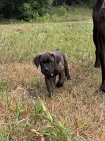 Yellow Collar, a male Cane Corso for sale in Mena, AR – 2 of 2