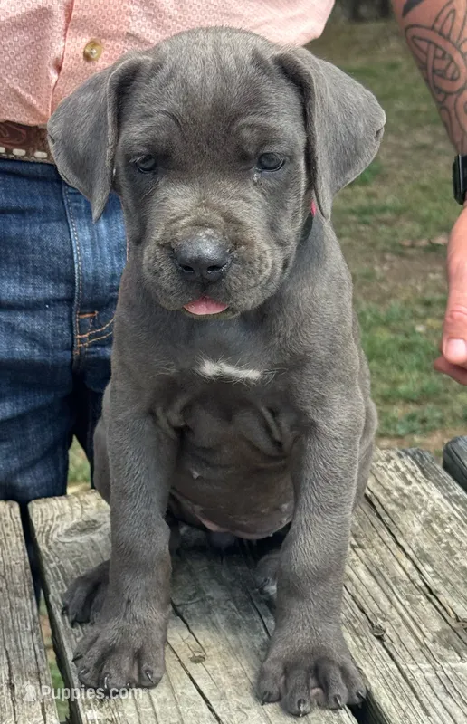 Pink Collar – Cane Corso puppy for sale in Mena, AR