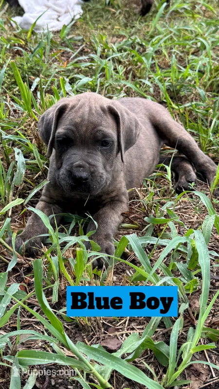 Blue Collar – Cane Corso puppy for sale in Mena, AR