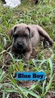 Blue Collar, a male Cane Corso for sale in Mena, AR – 1 of 2