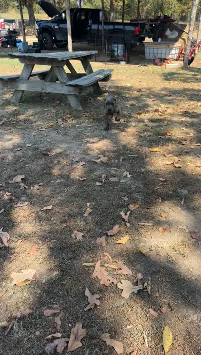 Blue collar, a male Cane Corso for sale in Mena, AR – 6 of 6