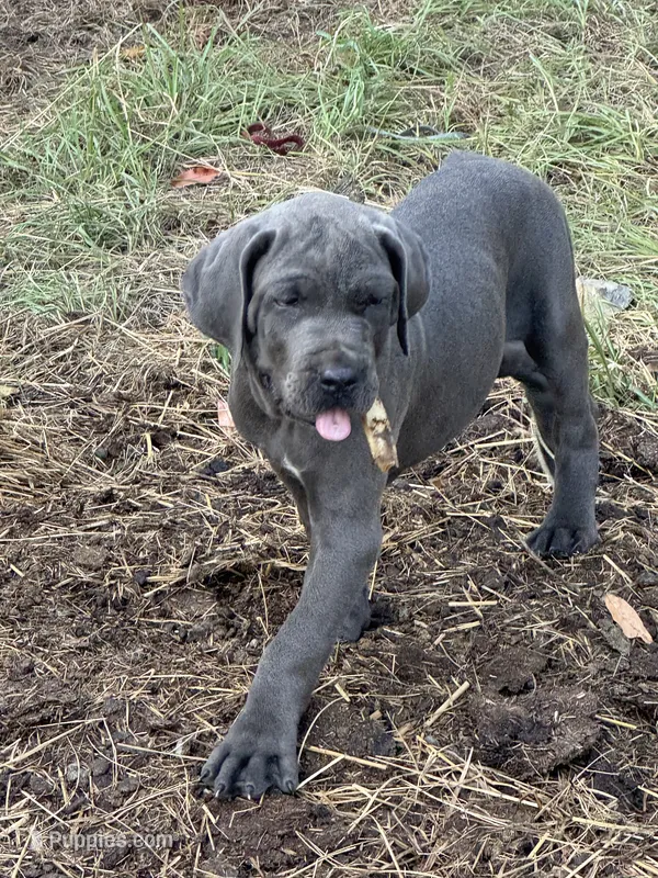 Purple collar – Cane Corso puppy for sale in Mena, AR