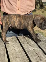 Yellow Collar, a male Cane Corso for sale in Mena, AR – 5 of 8