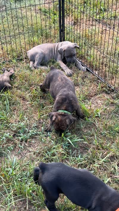 Blue Collar, a male Cane Corso for sale in Mena, AR – 2 of 2