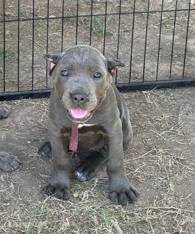 Pink Collar – Cane Corso puppy for sale in Mena, AR