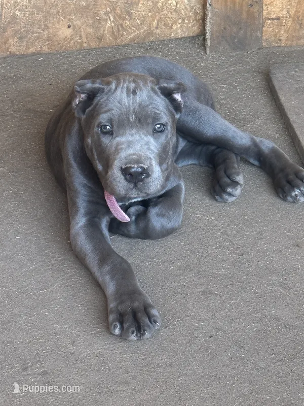 Pink Collar – Cane Corso puppy for sale in Mena, AR