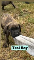 Teal Collar, a male Cane Corso for sale in Mena, AR – 3 of 3