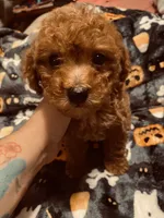 Blue collar , a male Poodle - Toy  and Poodle - Miniature  for sale in Watsonville, CA – 2 of 7