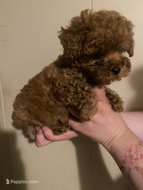 Male1 – Poodle - Toy  puppy for sale in Watsonville, CA
