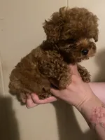Male1, a male Poodle - Toy  for sale in Watsonville, CA – 1 of 5