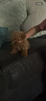 Female 2, a female Poodle - Toy  for sale in Watsonville, CA – 4 of 7