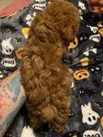 Green Collar , a male Poodle - Toy  for sale in Watsonville, CA – 2 of 5
