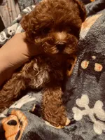 White collar, a female Poodle - Toy  for sale in Watsonville, CA – 2 of 5