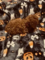 Pink collar, a female Poodle - Toy  for sale in Watsonville, CA – 5 of 5