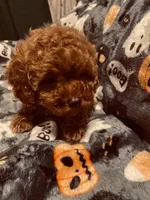 Pink collar, a female Poodle - Toy  for sale in Watsonville, CA – 2 of 5