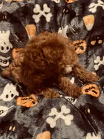 White collar, a female Poodle - Toy  for sale in Watsonville, CA – 4 of 5